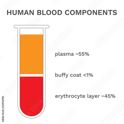 Human blood components. Fractioned blood in test tube. Vector.