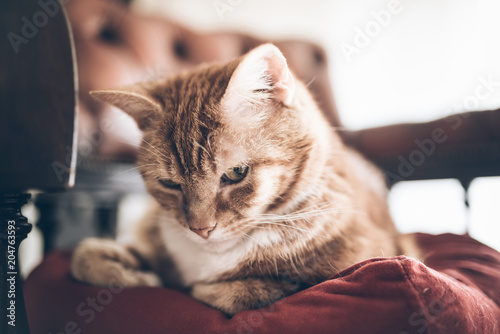 ginger male cat relaxing on red chesterfield chair