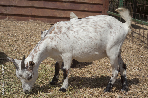 goat animal at the farm
