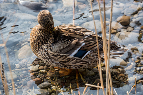 Stockente © EinBlick