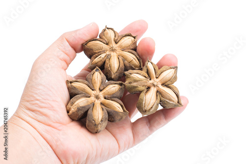 Plukenetia volubilis or sacha inchi peanut seed in hand isolated on white background. With clipping path