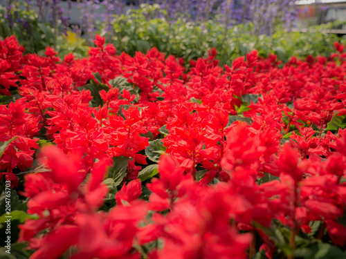 Red carlet Sage Flowers Field Blooming photo