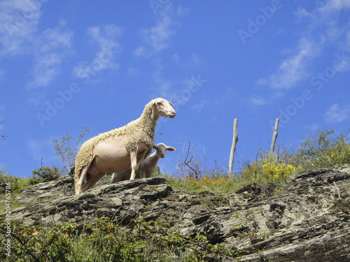 Une brebis et son agnau dans les Cévennes