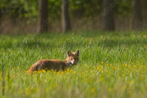 Lisek  © Marcin Zakrzewski