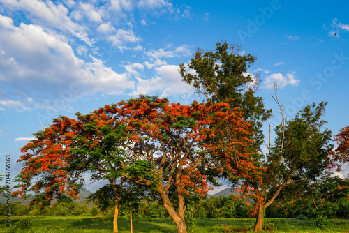 Beautiful flowering Delonix Regia trees, flame tree in blossom with red flowers