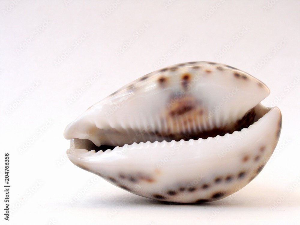 A beautiful seashell on a white background A beautiful seashell on a white background