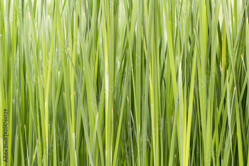 Juncus effusus, green color image