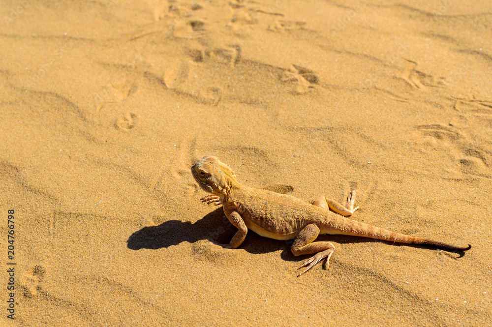 Spotted toad-headed Agama on sand