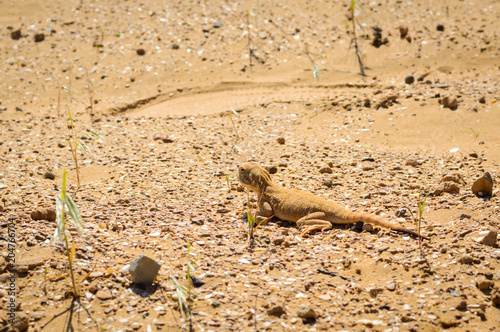 Spotted toad-headed Agama on sand photo