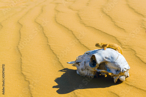 Spotted toad-headed Agama on animal skull in sand desert photo