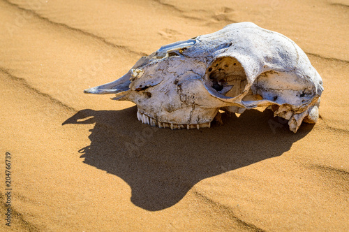 Spotted toad-headed Agama on animal skull in sand desert photo