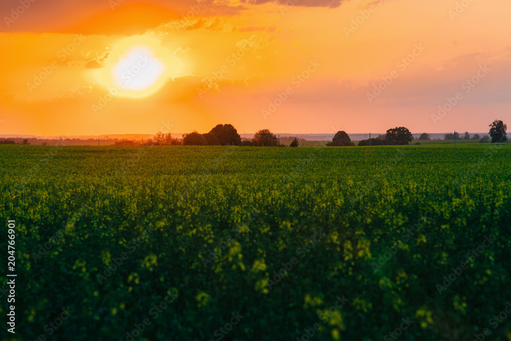 Sunny dawn in a field. Beutiful landscape. Gorgeous sunset