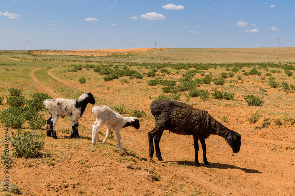Obraz premium Sheep with lambs in the steppes of the semidesert