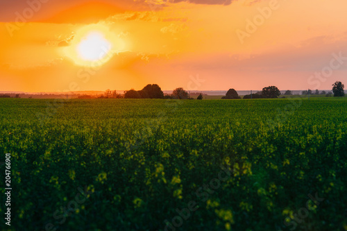 Sunny dawn in a field. Beutiful landscape. Gorgeous sunset