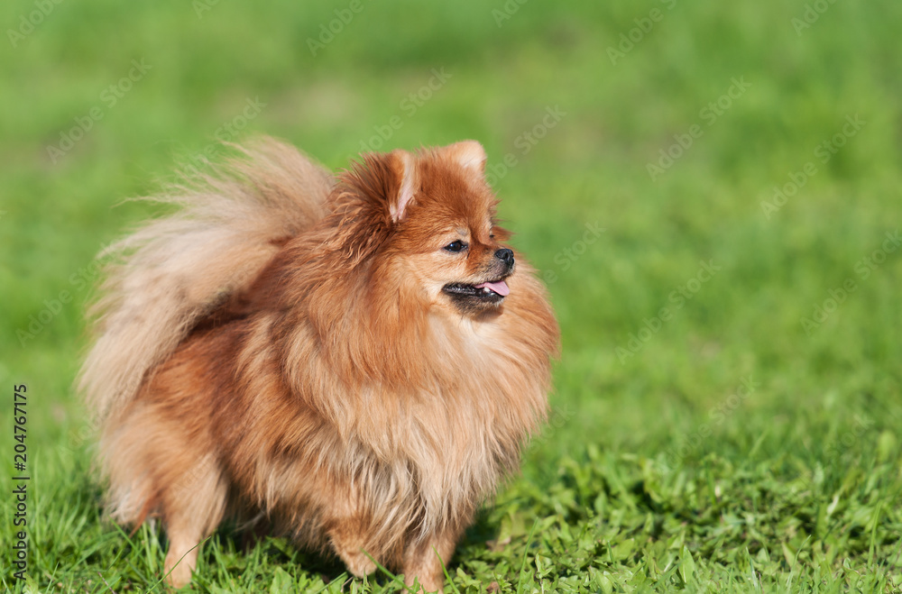 Cute Pomeranian spitz dog on a green grass Cute Pomeranian spitz dog on a green grass