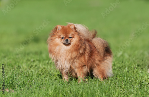 Cute Pomeranian spitz dog on a green grass