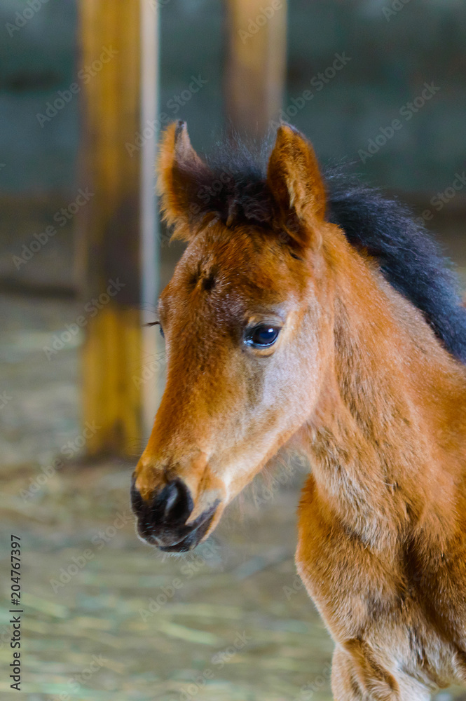 Young foal rests in stable