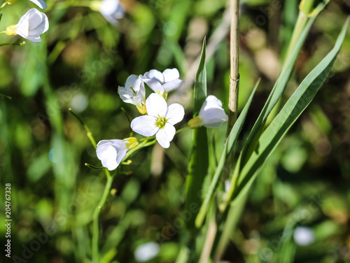 large bitter cress (Cardamine amara) blooming in spring photo