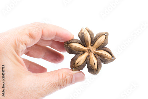 Plukenetia volubilis or sacha inchi peanut seed in hand isolated on white background photo