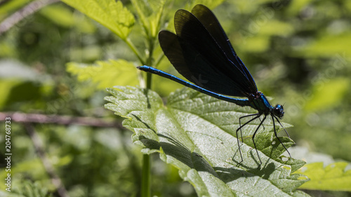 blaue Libelle auf Brennnessel flatternde Flügel