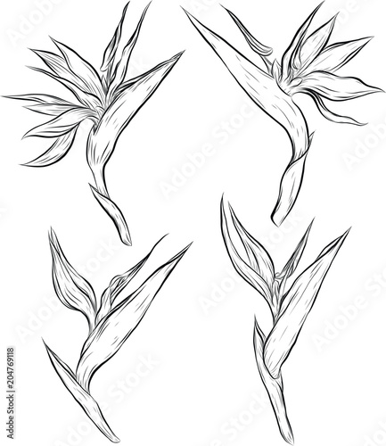 Bird of paradise plant vector on white background.Palm leaf art highly detailed in line art style.