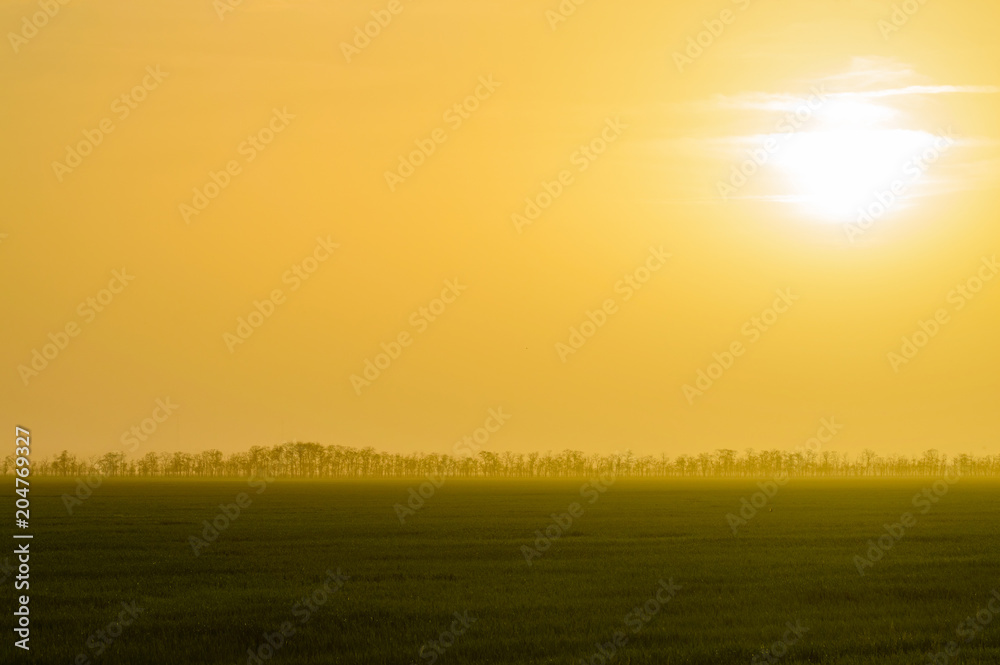 Windbreak belt with morning fog