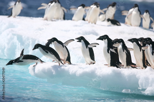 Canvas Print Adelie penguins jump into the ocean from an iceberg