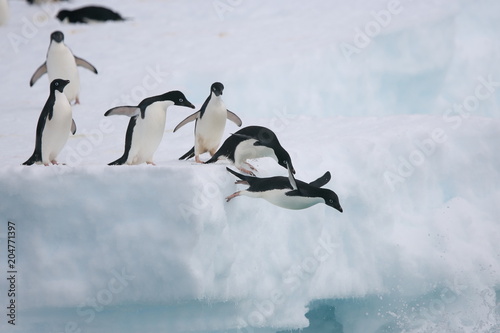Adelie penguins jump from and iceberg