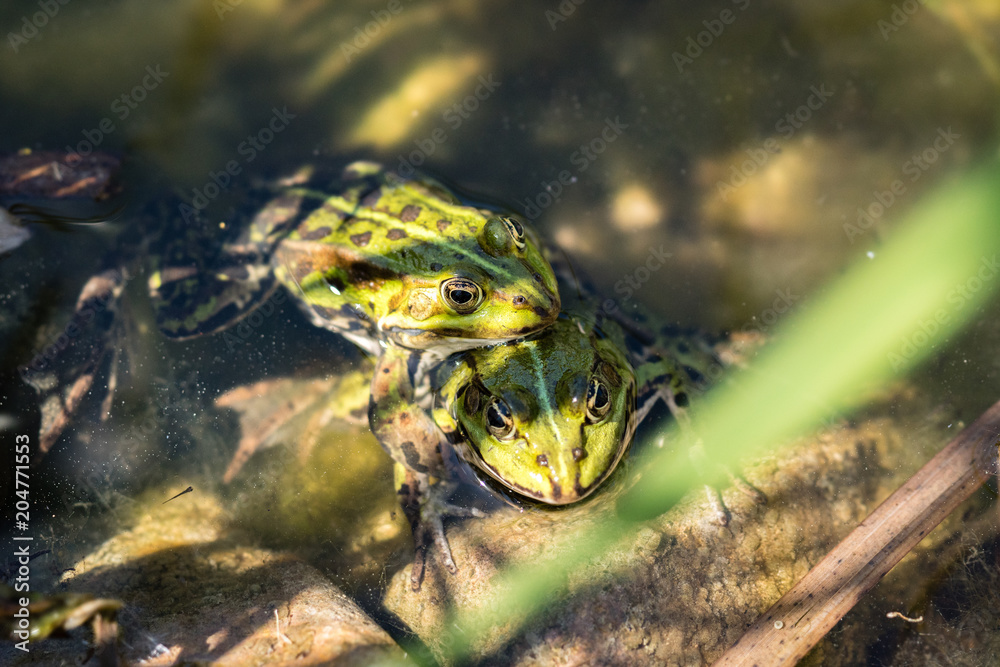Two frogs Two frogs