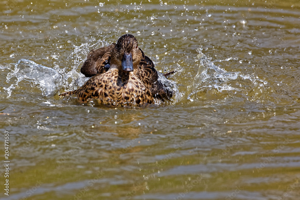 Fototapeta premium sarcelle rousse d'Australie femelle