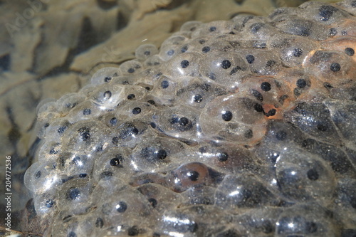 Caviar of the landed forest toad lies on the bottom of a mountain stream.
