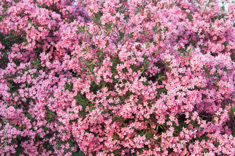 Beautiful pink oleander flowers are blooming on the tree. Flower pattern.