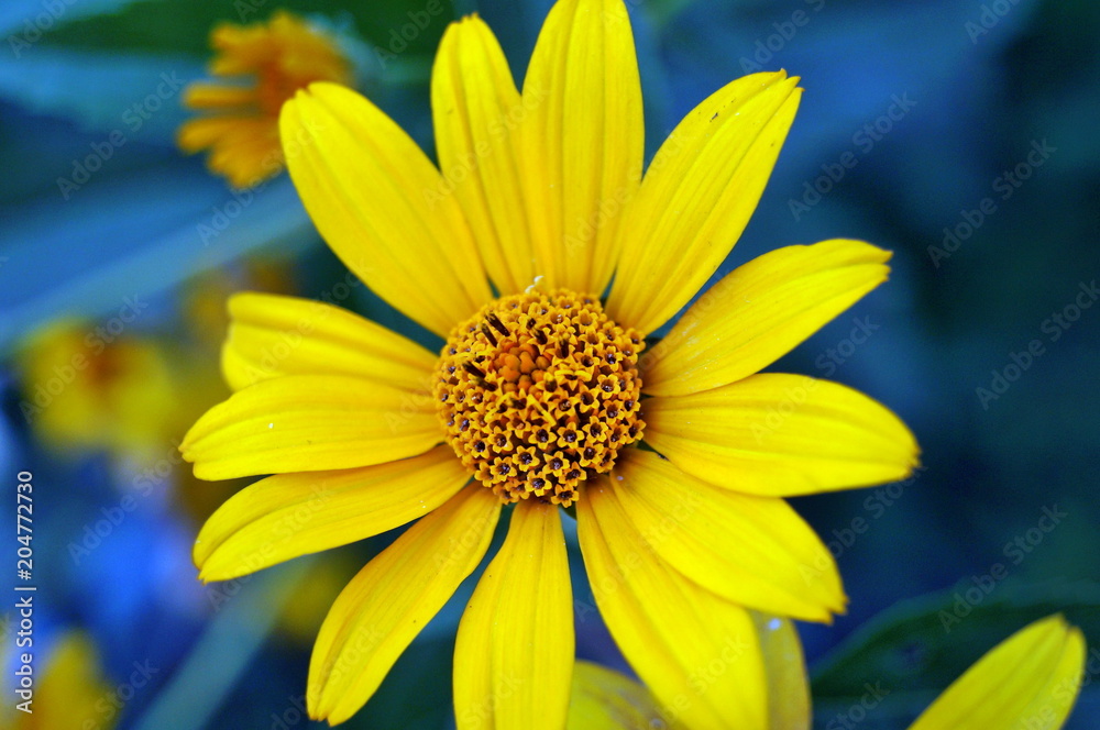 Yellow natural Yellow natural