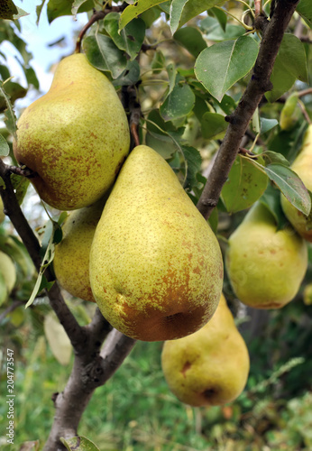 close-up of big ripe pears on a tree branch in the orchard,vertical composition