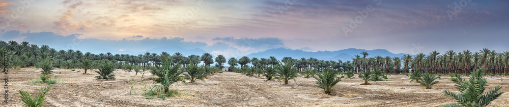 Obraz premium Panorama. Young plant of palms.Plantation of date palms. Image depicts advanced tropical agriculture in the Middle East