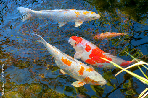 Colorful decorative fish float in an artificial pond, view from above