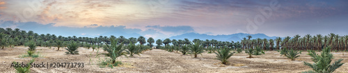 Panorama. Young plant of palms.Plantation of date palms. Image depicts advanced tropical agriculture in the Middle East