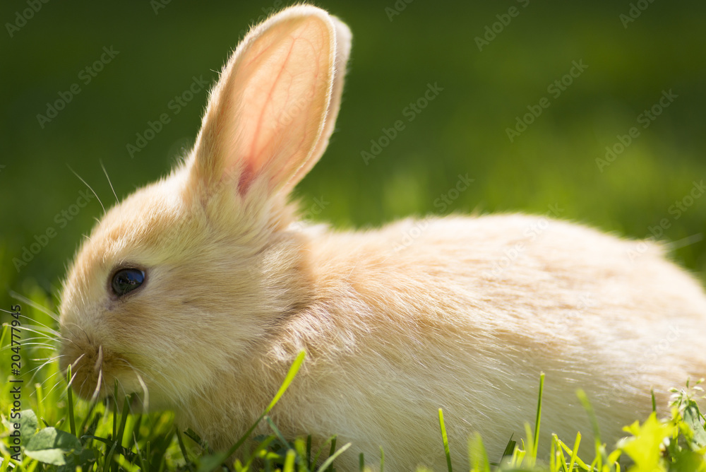Fototapeta premium Little rabbit running on the field
