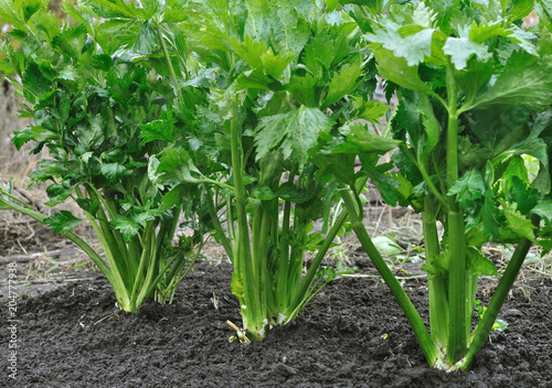 close-up of celery plantation (leaf vegetable) in the vegetable garden