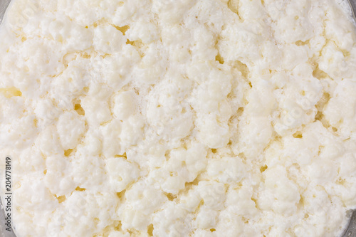 milk kefir grains during fermentation process