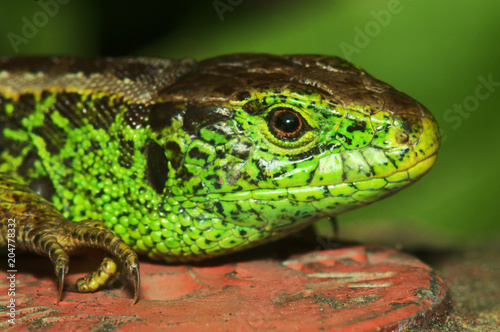 Lacerta agilis  sand lizard in Berschis