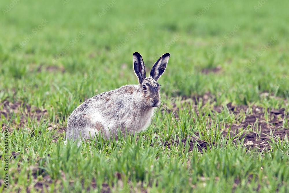 Fototapeta premium wild hare sits on the spring meadow