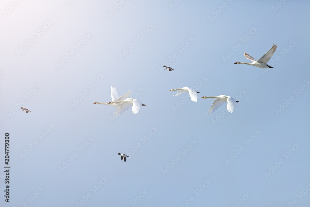 flock of white swans flying against the blue sky
