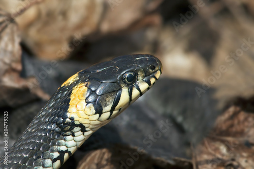 the head of the snake on blurred background