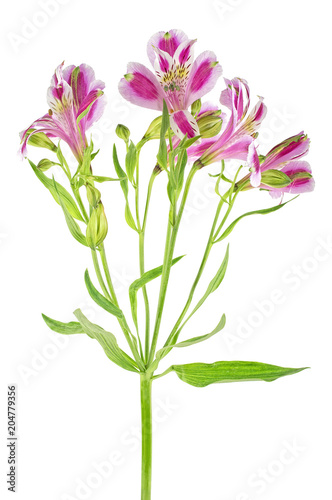 Violet flowers of alstroemeria over white background