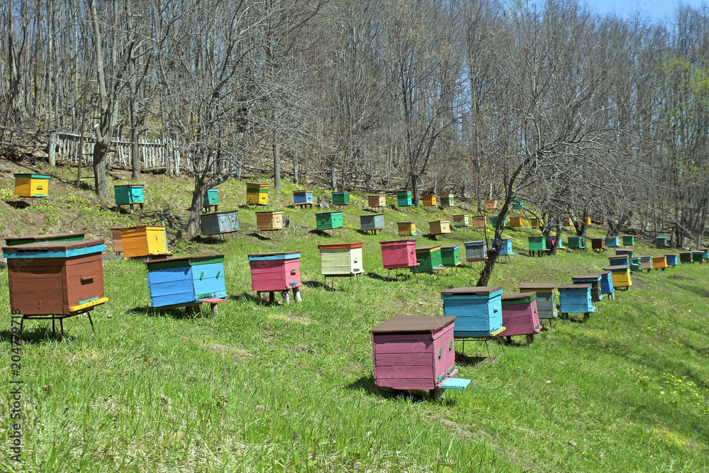 apiary with colorful wooden beehives on meadow apiary with colorful wooden beehives on meadow