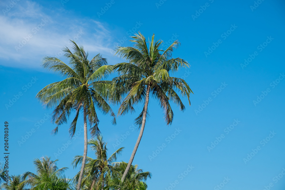 Obraz premium Coconut tree and blue sky.