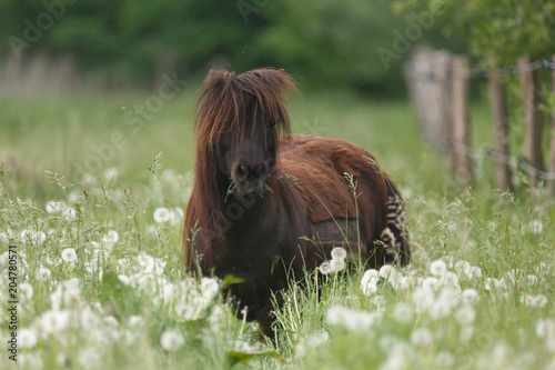 Fototapeta Naklejka Na Ścianę i Meble -  Shetty in Blumenwiese