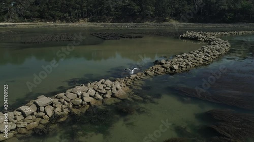 Drone en Bretagne. 4k - Seagull - Goéland qui se nettoie. Vue aerienne. Aerial view. Laridae