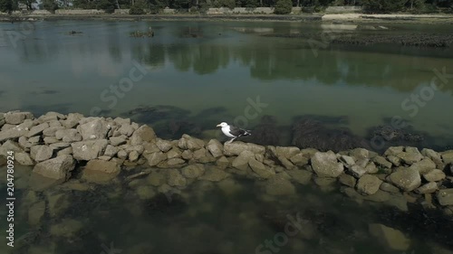 Drone en Bretagne. 4k - Seagull - bird. Vue aerienne. Aerial view. Laridae